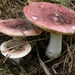 Kleine berkenrussula