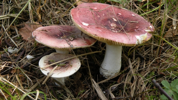 Kleine berkenrussula