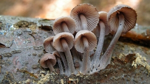 Grote bloedsteelmycena