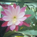 Epiphyllum Clown