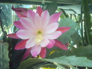Epiphyllum Clown