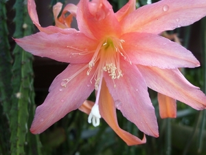 aporocactus conzatti