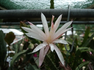 aporocactus innesii