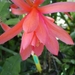 aporocactus oranje queen 1