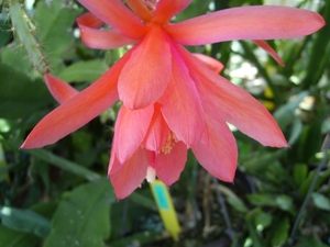 aporocactus oranje queen 1