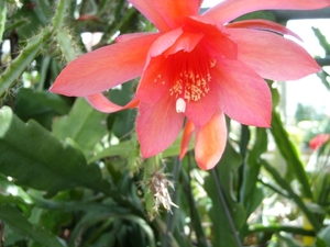 aporocactus oranje queen