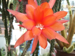 aporocactus purpureus