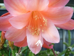 aporocactus sunrise