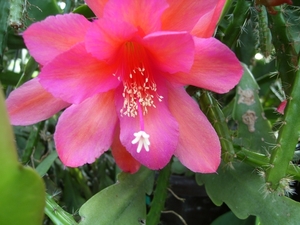 aporocactus vividi