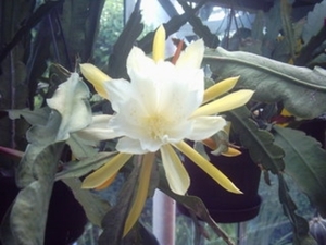 crenatum