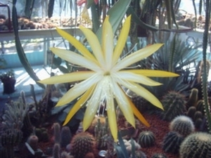 disocactus lotto