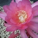 epiphyllum  zoe