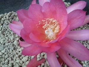 epiphyllum  zoe
