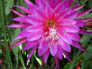 epiphyllum albatros