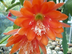 epiphyllum alexandra