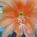 epiphyllum bliss