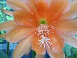 epiphyllum bliss