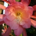 epiphyllum celeste