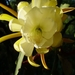 epiphyllum crenatum