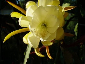 epiphyllum crenatum