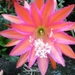 epiphyllum dante