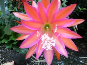 epiphyllum dante