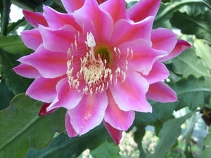 epiphyllum desert sunrise