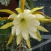 epiphyllum jennifer an