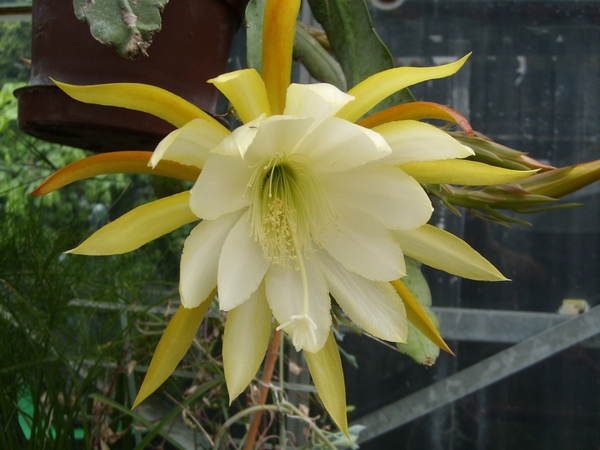 epiphyllum jennifer an