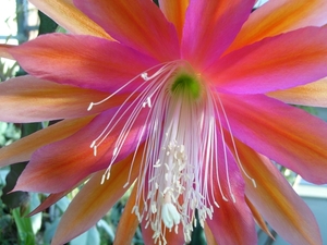 epiphyllum karl gissendorf