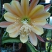 epiphyllum king midas