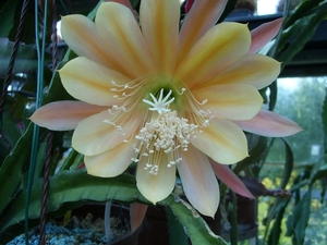epiphyllum king midas