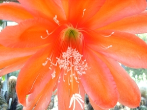 epiphyllum lilac  rose