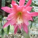 epiphyllum mary hoogvliet