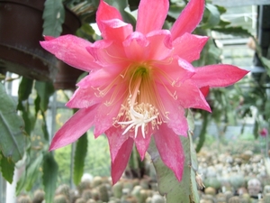 epiphyllum mary hoogvliet