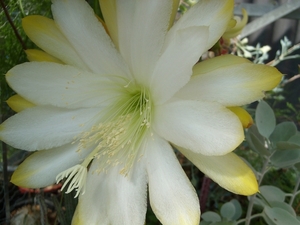 epiphyllum meda