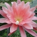 epiphyllum mozart