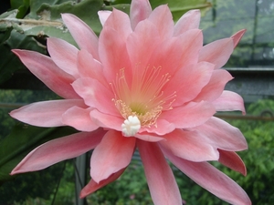 epiphyllum mozart