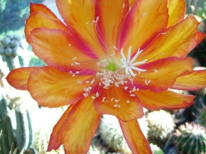 epiphyllum myriam desender