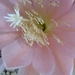 epiphyllum salmon star 1