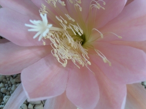 epiphyllum salmon star 1