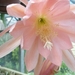 epiphyllum salmon star