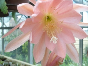 epiphyllum salmon star