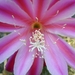 epiphyllum space rocket