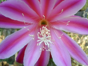 epiphyllum space rocket