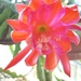 epiphyllum zukuft 1