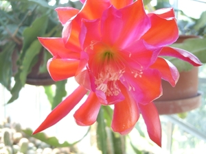 epiphyllum zukuft 1