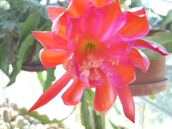 epiphyllum zukuft 1