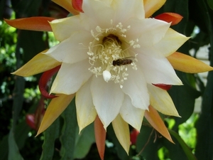 epiphyllumkingmidasra4