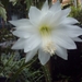 heliocereus speciosus v. amecamensis